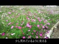 昭和記念公園 コスモス 令和元年10月20日.mp4 昭和記念公園 コスモス 令和元年10月20日.mp4