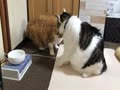 お腹がすいたら、プロレスで気をまぎらすニャン♪ お腹がすいたら、プロレスで気をまぎらすニャン♪